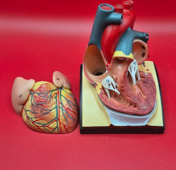 Modelo Anatómico de Corazon con Diafragma Escala natural