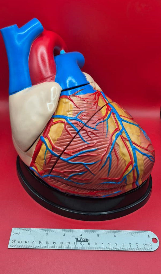 Modelo Anatómico Corazón Ampliado (Jumbo)