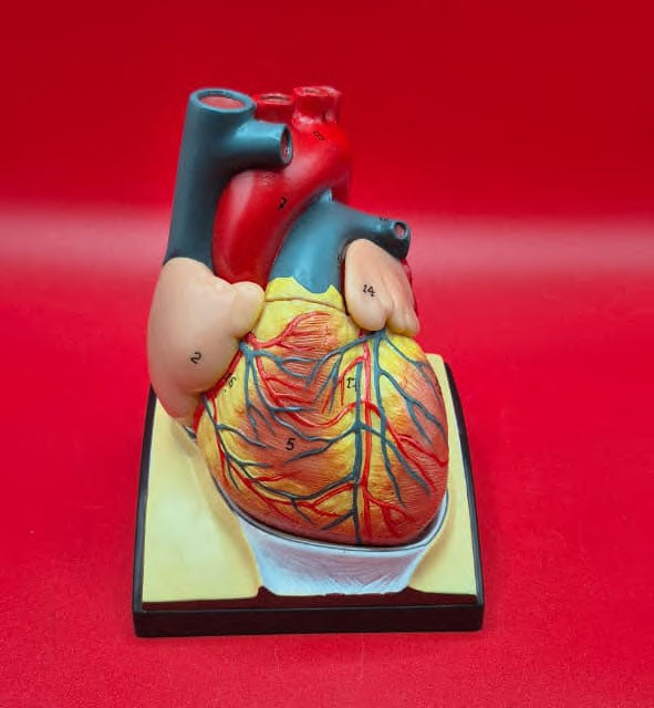 Modelo Anatómico de Corazon con Diafragma Escala natural