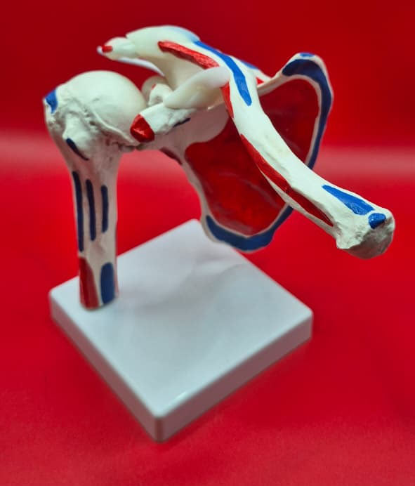 Modelo Anatómico de Hombro